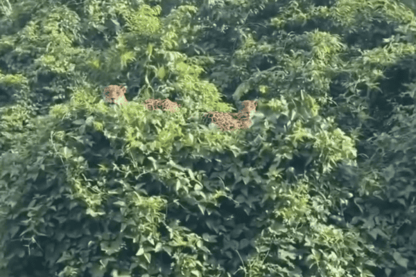Onças são flagradas descansando no alto de árvore na Amazônia