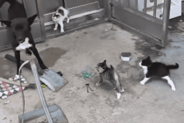 Cachorro fica encurralado por gatinhos e cena diverte internautas