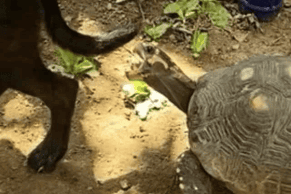 Jabuti persegue cachorro sem dar trégua e cena diverte a internet