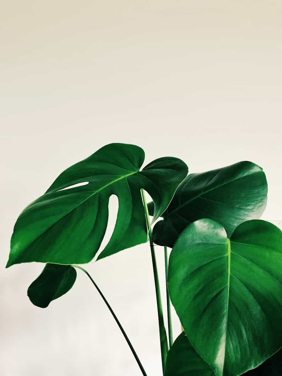 green leaves on white background