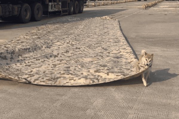 Cãozinho entra na tarefa e ajuda a puxar lona de caminhão