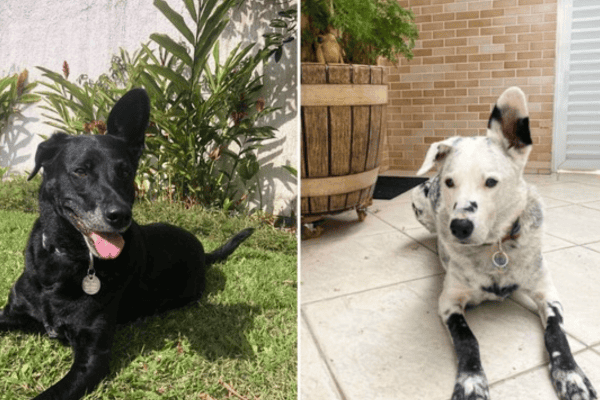 Cão com vitiligo chama atenção pela aparência e ganha apelido divertido
