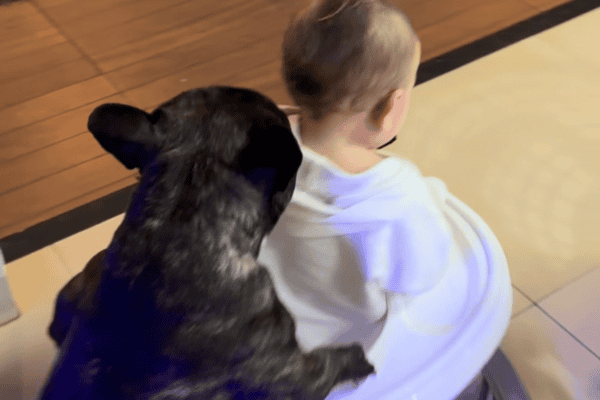 Cachorro empurra andador para ajudar bebê a passear pela casa