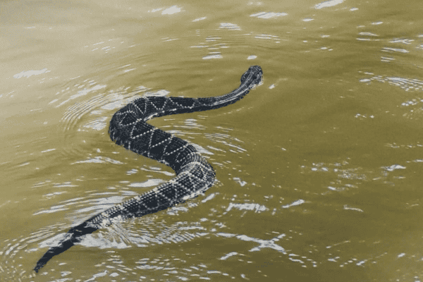 Cascavel nada em rio no Pantanal e registro chama atenção