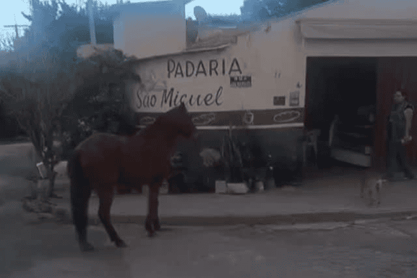 Cavalo e cachorra ‘batem ponto’ todos os dias em padaria para tomar café da manhã
