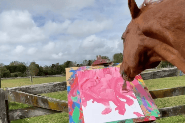 Cavalo pintor vira sensação nas redes sociais ao criar seus próprios quadros