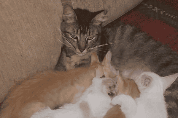 Filhotes tentam mamar em gato macho e vídeo conquista as redes sociais