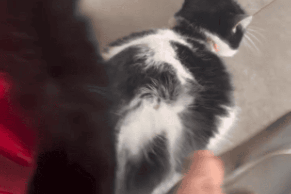 Gatinha surpreende ao interagir de forma inusitada com chinelo