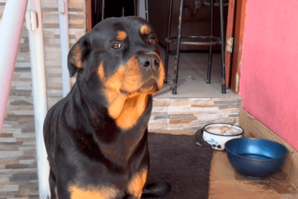 Cachorro posa como modelo e esbanja simpatia em fotos