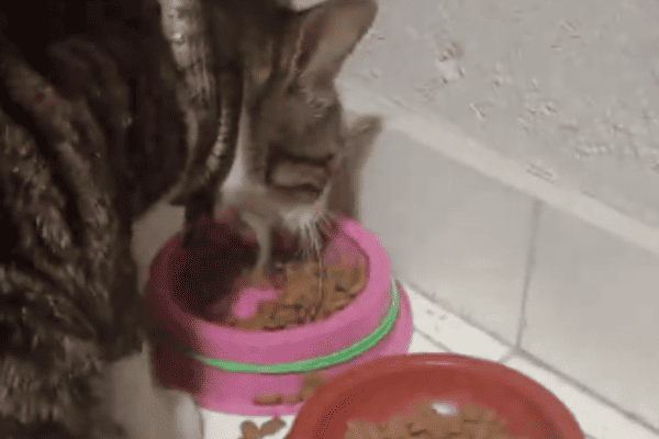 Tutora encontra gato com cobra enrolada no pescoço e se surpreende com a cena