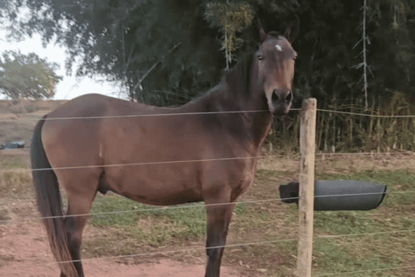 Cavalo “responde” à pergunta sobre comida e surpreende mulher