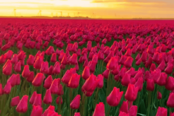 Campo coberto por tulipas coloridas impressiona pela beleza em vídeo
