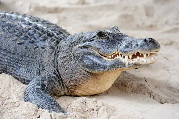 Cabeça de crocodilo de espécie ameaçada é apreendida em bagagem no Aeroporto de Turim