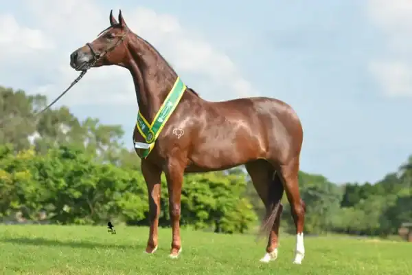 Cavalos milionários e shows de forró ocultam esquema de R$ 150 milhões do tráfico