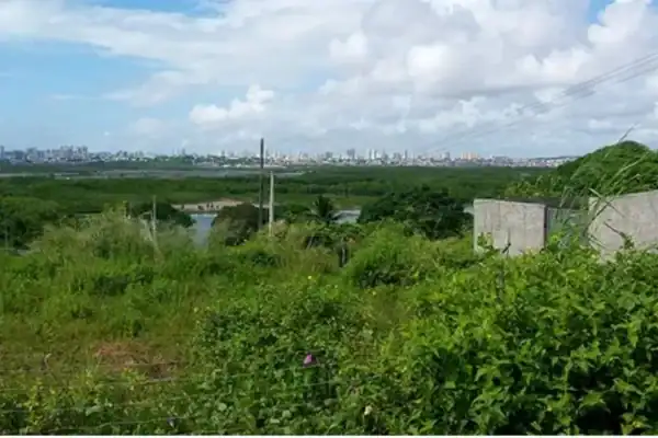 Recuperação de manguezal na Baía de Guanabara pode favorecer retorno de mero de 400 kg