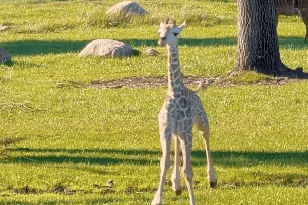 Bebê girafa dá primeiras corridinhas desajeitadas e encanta a internet