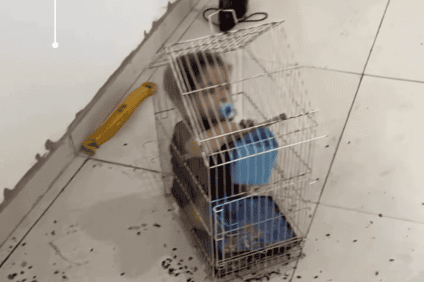 Bebê vai parar dentro de gaiola enquanto passarinho fica solto e cena viraliza