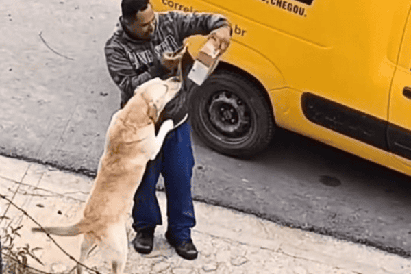 Cachorro recebe encomenda do carteiro e ainda posa para foto