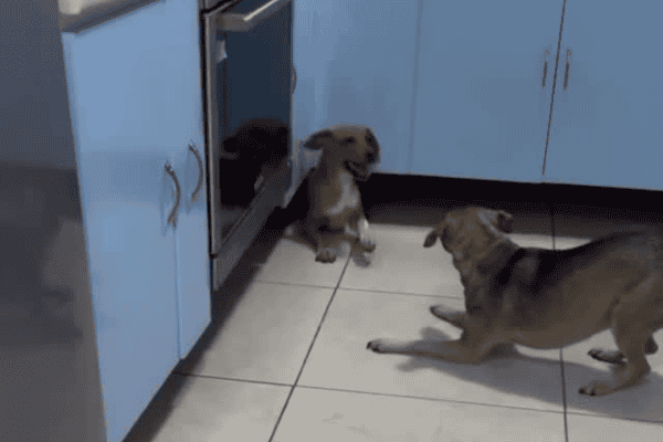 Cão dribla colega durante brincadeira e ‘técnica’ chama atenção