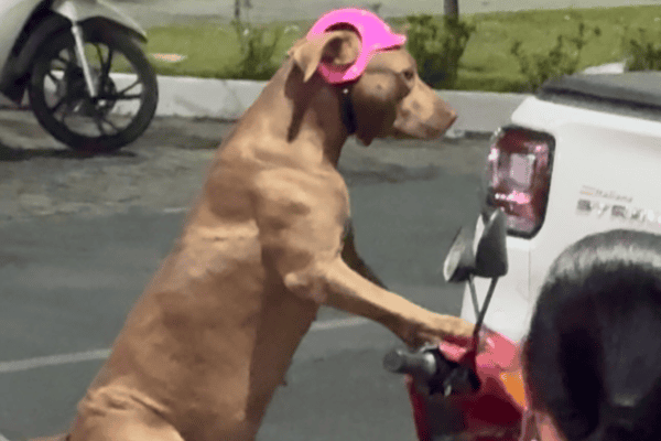 Cadela vira atração ao aparecer “pilotando” moto no Agreste de Pernambuco