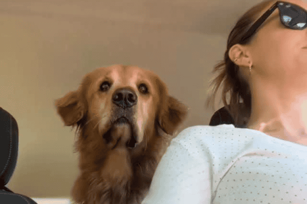 Cão percebe que tutora pegou caminho errado e reage na hora
