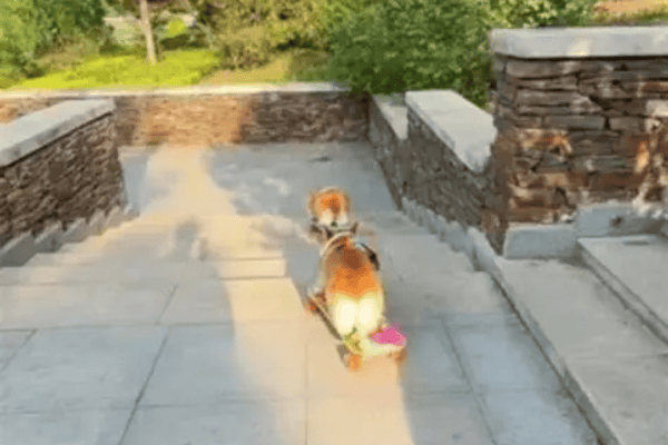 Corrida de skate entre cachorrinhos chama atenção e conquista internautas