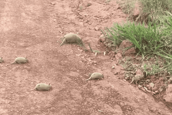 Família de tatus é flagrada atravessando estrada com filhotes
