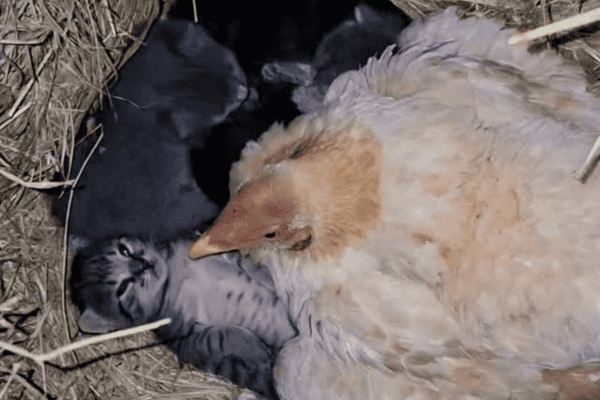 Galinha assume papel de babá de gatinhos e vídeo viraliza