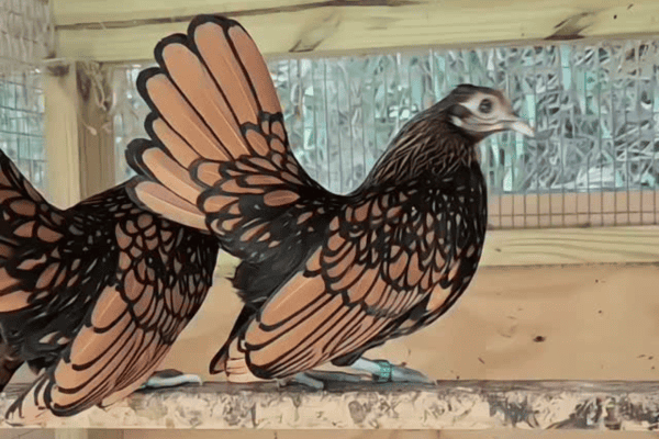 Galinha com penas que parecem desenhadas à mão impressiona pela beleza
