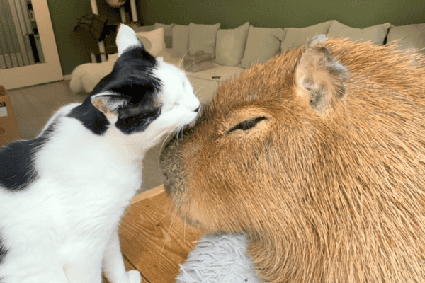 Gato dá lambidas em capivara e protagoniza cena adorável