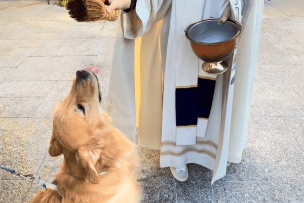 Golden retriever tenta pegar água benta com a boca durante bênção dos animais