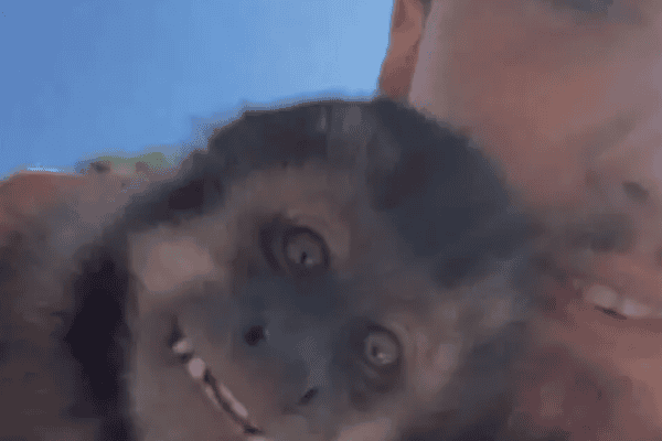 Macaco faz amizade com trabalhador e cena fofa viraliza nas redes sociais