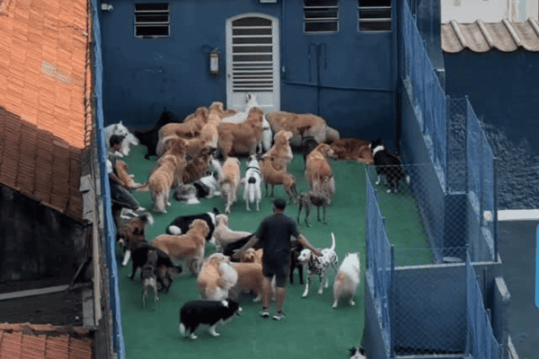 Mulher fica encantada ao avistar diversos cachorros reunidos em creche para cães
