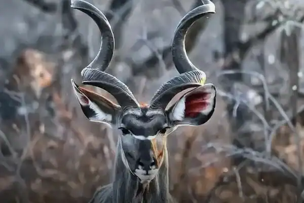 Conheça o animal que chama atenção por sua beleza e é considerado um dos mais bonitos do mundo