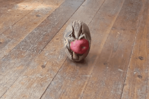 Tatu transforma maçã em brinquedo e protagoniza momento divertido