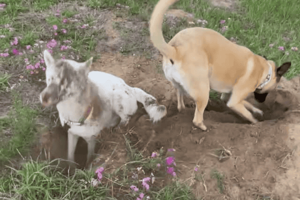 Um cava, o outro se suja: cachorros protagonizam cena divertida
