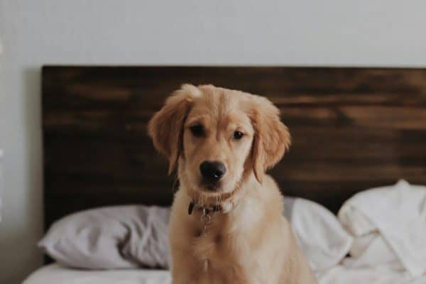 Dormir com cachorro na cama faz mal? Estudo revela resultado surpreendente sobre o sono dos tutores