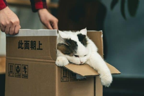 Você compra uma cama cara para o gato, mas ele escolhe a caixa: entenda o motivo surpreendente