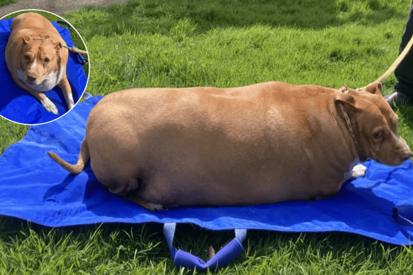 Mulher alimenta cachorro em excesso até ele mal conseguir andar e acaba na prisão