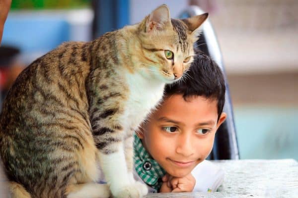 Gatos escolhem sua pessoa favorita por um detalhe que muita gente ignora, dizem especialistas