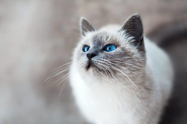 Seu gato pisca devagar para você? A ciência revela o que esse gesto pode significar